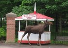 A cow moose was found wandering on the sidewalk outside Saratoga Race Course earlier today.