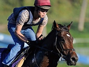 Ashford Announces 2009 Stud Fees Ashford Announces 2009 Stud Fees