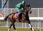 Lush Lashes gallops at Sha Tin on the morning of Dec. 10.