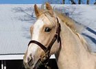 Splash of Vanilla at Keeneland Jan. 15.