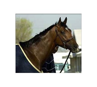 Florida Derby winner Barbaro.