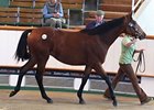 Filly, Azamour - Flashing Green by Green Desert, was the most expensive horse sold on the day, bringing 240,000 guineas.