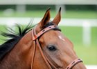 Mine That Bird will not run in the Travers Stakes.<br><a target="blank" href="http://www.bloodhorse.com/horse-racing/photo-store?ref=http%3A%2F%2Fpictopia.com%2Fperl%2Fgal%3Fprovider_id%3D368%26ptp_photo_id%3D8225653%26ref%3Dstory">Order This Photo</a>