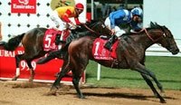 World Cup Winner Almutawakel Retired World Cup Winner Almutawakel Retired