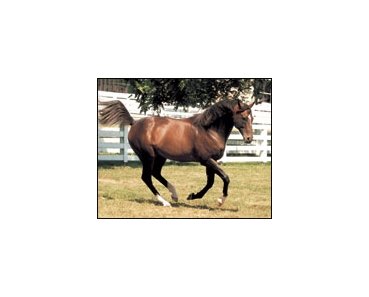 Hall of Famer Cigar enjoys a well-earned retirement at the Kentucky Horse Park.