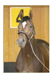 Empire Maker, composed during paddock schooling Thursday.