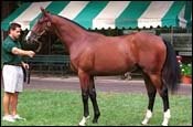 Lightning Strikes as Fasig-Tipton Sale Hits Record Heights Lightning Strikes as Fasig-Tipton Sale Hits Record Heights