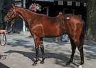 Hip #114, colt; Bernardini -- Easter Bunnette by Carson City, brought $1.2 million during the second session of the Fasig-Tipton Saratoga Select yearling sale.