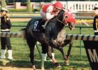 Black Tie Affair won the Breeders' Cup Classic in 1991, and was named Horse of the Year that year.<br><a target="blank" href="http://www.bloodhorse.com/horse-racing/photo-store?ref=http%3A%2F%2Fpictopia.com%2Fperl%2Fgal%3Fprovider_id%3D368%26ptp_photo_id%3D8581817%26ref%3Dstory">Order This Photo</a>