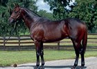Mass Media's First Foal Mass Media's First Foal