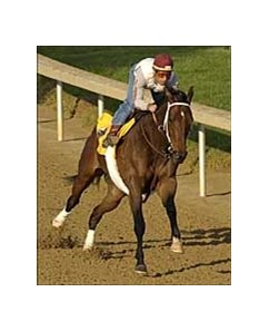 Buddy Gil, returns in the Malibu Stakes.