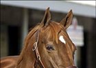 Native Roots, brought $1.1 million at Keeneland January sale.