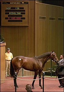 A.P. Indy ridgling, sold for $3.1 million.