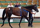 Gross Rises at Tattersalls July Sale Gross Rises at Tattersalls July Sale