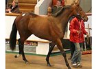 Lot 46, Haafhd -- Allespagne filly, brought 380,000 guineas at Tattersalls' Craven breeze-up sale April 16.