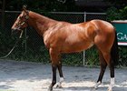 A colt by Afleet Alex and half brother to Lookin At Lucky sold for $750,000.
