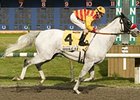 Champion Monashee Retired Champion Monashee Retired