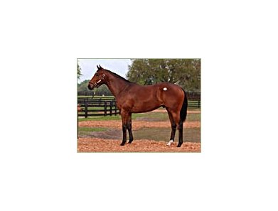 Boston Harbor colt, co-sale topper at Adena Springs sale.