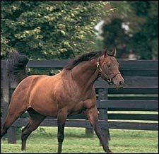 Glencrest Stallion Wavering Monarch Dead Glencrest Stallion Wavering Monarch Dead