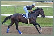 Medaglia d'Oro Odds-On Favorite for Travers Medaglia d'Oro Odds-On Favorite for Travers