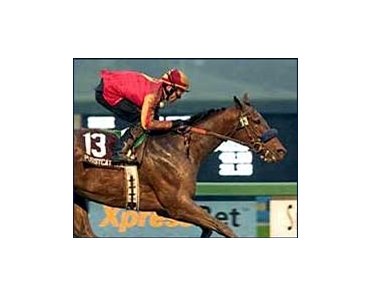 Pussycat Doll dominates field in muddy La Brea win.