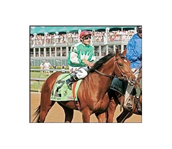 Afleet Alex's heroics were the highlight of the 2005 racing season.