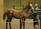 This half-brother to Electrocutionist established a new North American price for a weanling sold at auction when he brought $2.7 million during Tuesday session.