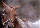 Belmont Stakes favorite Funny Cide.