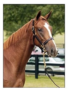 Giant's Causeway colt topped Fasig-Tipton July sale.