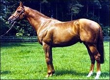 Champion Runner and Sire Kris Dead at 28 Champion Runner and Sire Kris Dead at 28