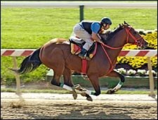 Afleet Alex Works at Pimlico; Ships to Belmont Saturday Afleet Alex Works at Pimlico; Ships to Belmont Saturday