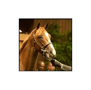 Storm Cat colt sold for $6.4 million at Keeneland's Wednesday session.