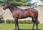 Major Stallion Grand Slam Dies Major Stallion Grand Slam Dies