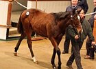 The top lot for the day, an Acclamation colt out of the Key of Luck mare Key Girl, brought 150,000 guineas ($244,530).