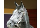 'Fashion' Foals Storm Cat Filly 'Fashion' Foals Storm Cat Filly