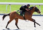 Hip#120, Bernsteinâ€"Spies in My Midst colt is one of the Zayat horses in the Keeneland April sale of 2-year-olds in training.