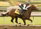 Mine That Bird breezes over the Santa Anita track in preparation for the Goodward Stakes on Oct. 10.