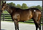 Awesome Action Tops Inaugural Adena Springs Auction Awesome Action Tops Inaugural Adena Springs Auction