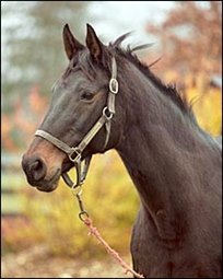 Champion Wayward Lass Dead at Age 25 Champion Wayward Lass Dead at Age 25
