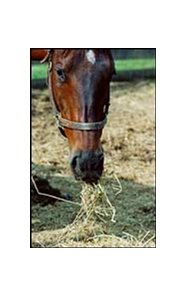 Many farm managers are moving their mares to stalls or drylots and feeding hay.