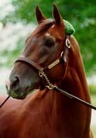 Timber Country Returns to Japan from Dubai; Jade Robbery Takes Place Timber Country Returns to Japan from Dubai; Jade Robbery Takes Place