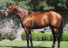 Majestic Warrior Sires First Foal Majestic Warrior Sires First Foal