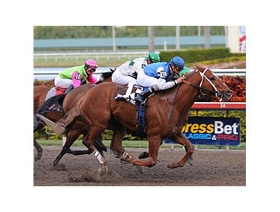 Duke of Mischief outfought Kiss the Kid and favored Mambo Meister to win the off-the-turf Ft. Lauderdale Stakes.<br><a target="blank" href="http://www.bloodhorse.com/horse-racing/photo-store?ref=http%3A%2F%2Fpictopia.com%2Fperl%2Fgal%3Fprovider_id%3D368%26ptp_photo_id%3D8736693%26ref%3Dstory">Order This Photo</a>