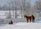 Happy Holidays from The Blood-Horse!