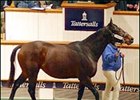 Ipi Tombe Tops Tattersalls Second Session Ipi Tombe Tops Tattersalls Second Session