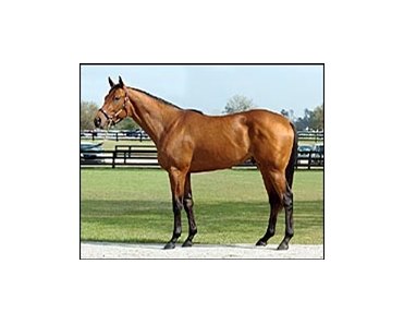 Yes It's True colt, sold for $900,000 at OBS's first session.
