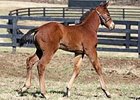A. P. Warrior's first foal, a filly out of the Storm Cat mare Full Moon Tonight
