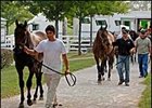 Yearlings arriving at the Keeneland September sale.