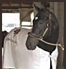 War Emblem, in Bob Baffert's barn at Churchill Downs on Sunday morning.