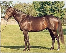 Broad Brush Pensioned at Gainesway Broad Brush Pensioned at Gainesway